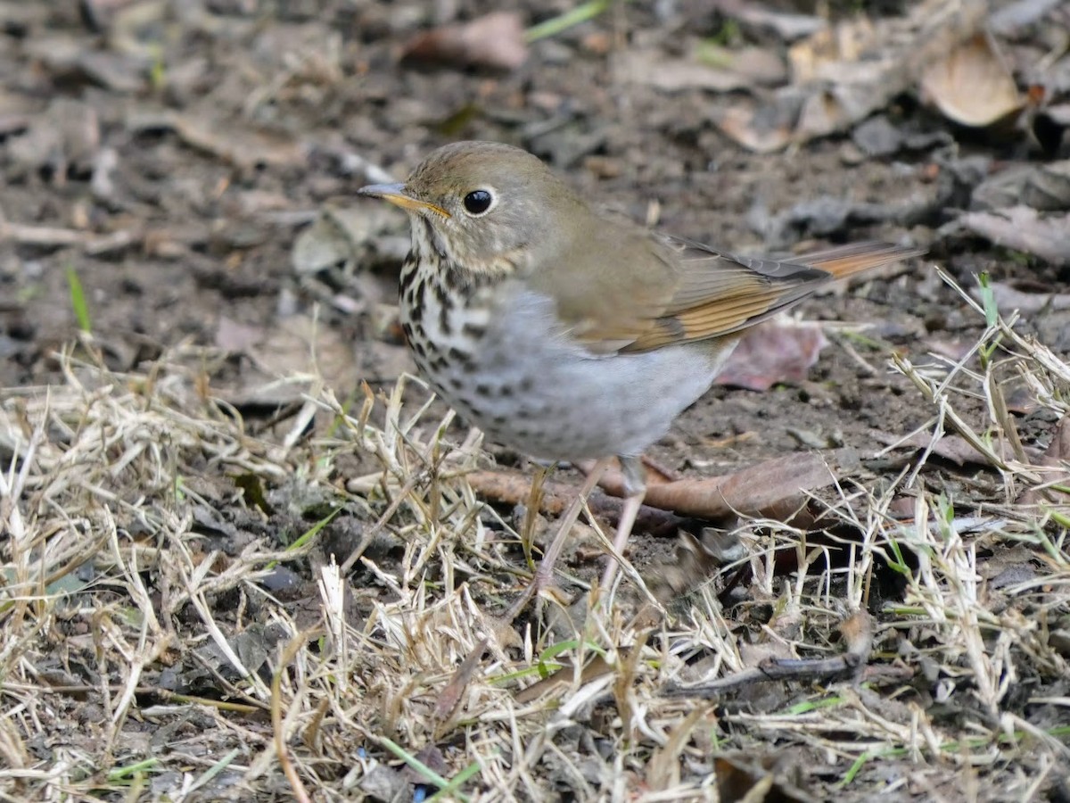 Hermit Thrush - ML514659991