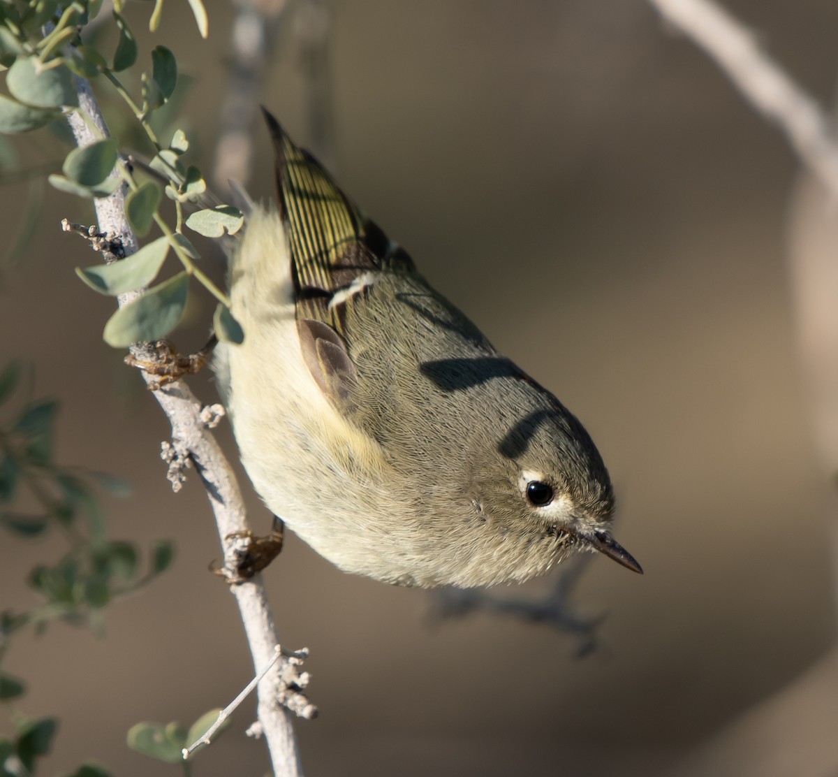 Ruby-crowned Kinglet - ML514660301