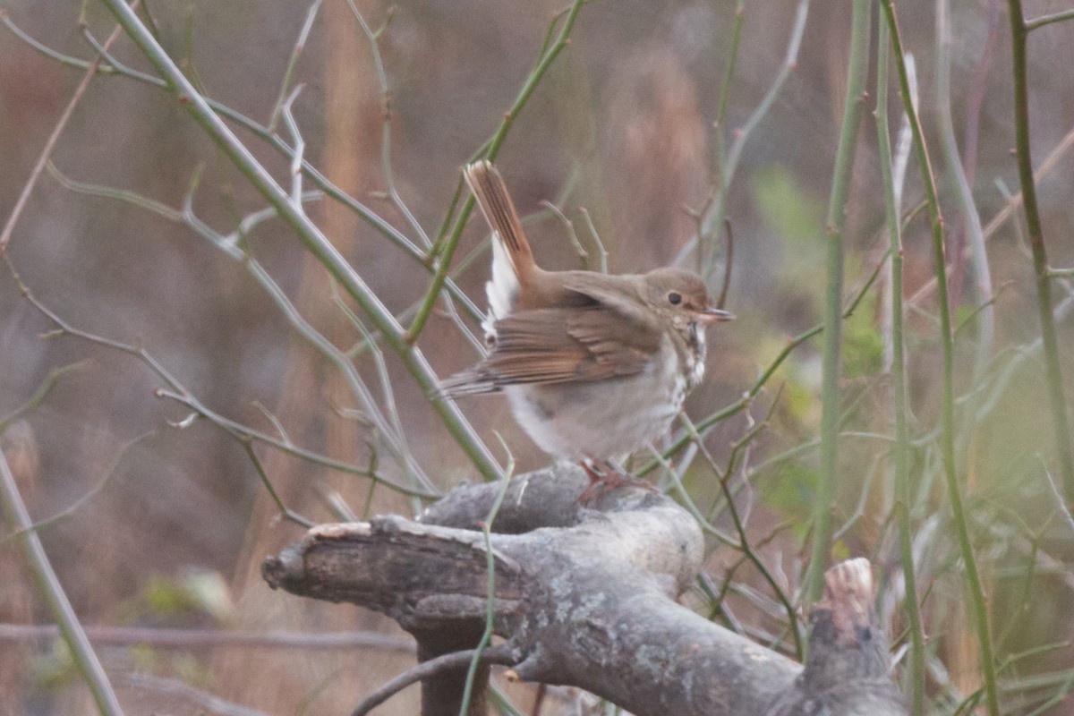 Hermit Thrush - ML514661591