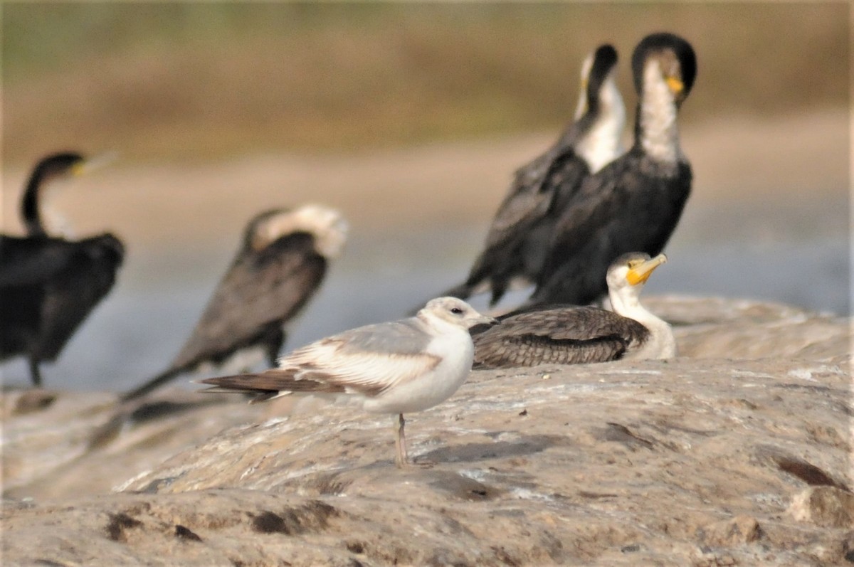 racek bouřní (ssp. canus) - ML51466301