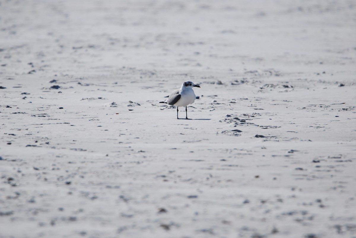 Mouette atricille - ML514663131