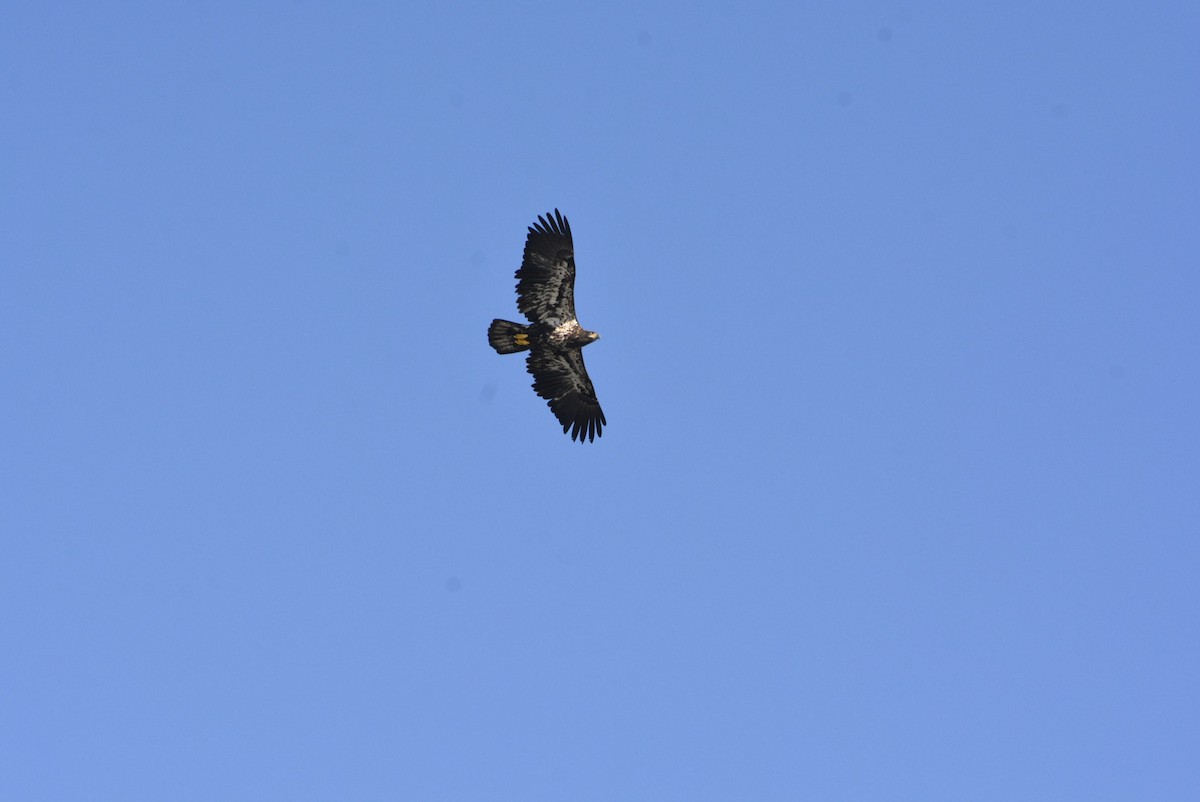 Bald Eagle - ML514663741