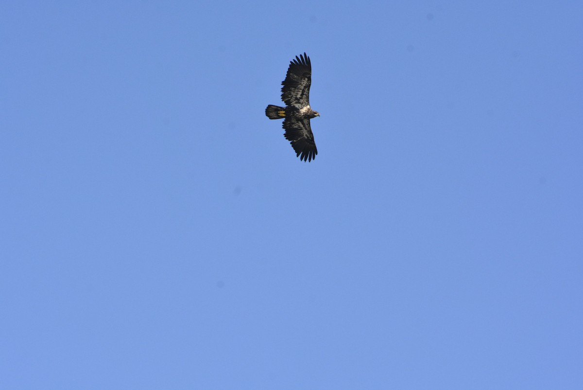 Bald Eagle - ML514663761