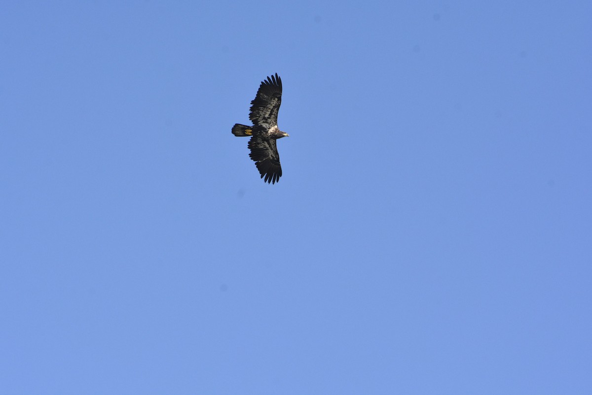 Weißkopf-Seeadler - ML514663781