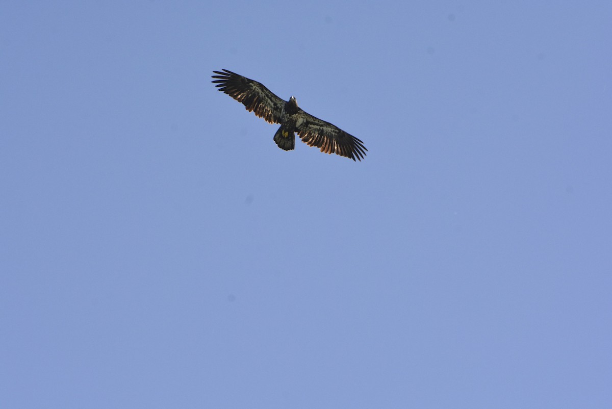 Bald Eagle - Geoff Carpentier