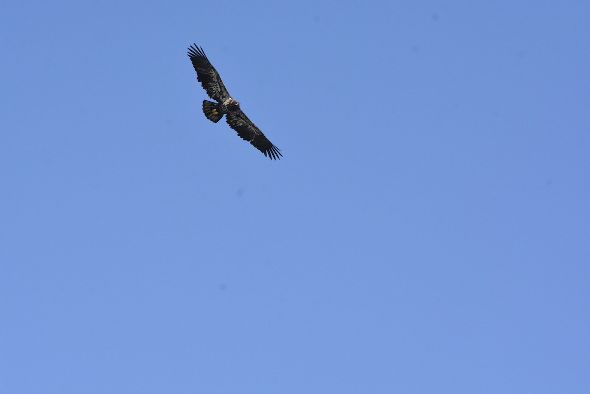 Bald Eagle - ML514663801