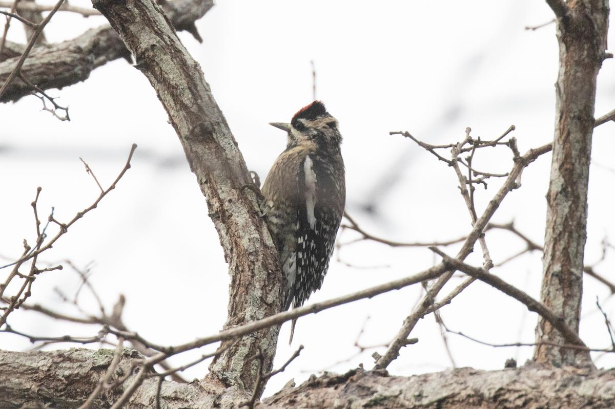 Yellow-bellied Sapsucker - ML514663941
