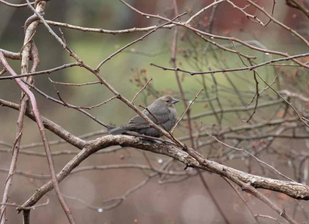 Brown-headed Cowbird - ML514663991