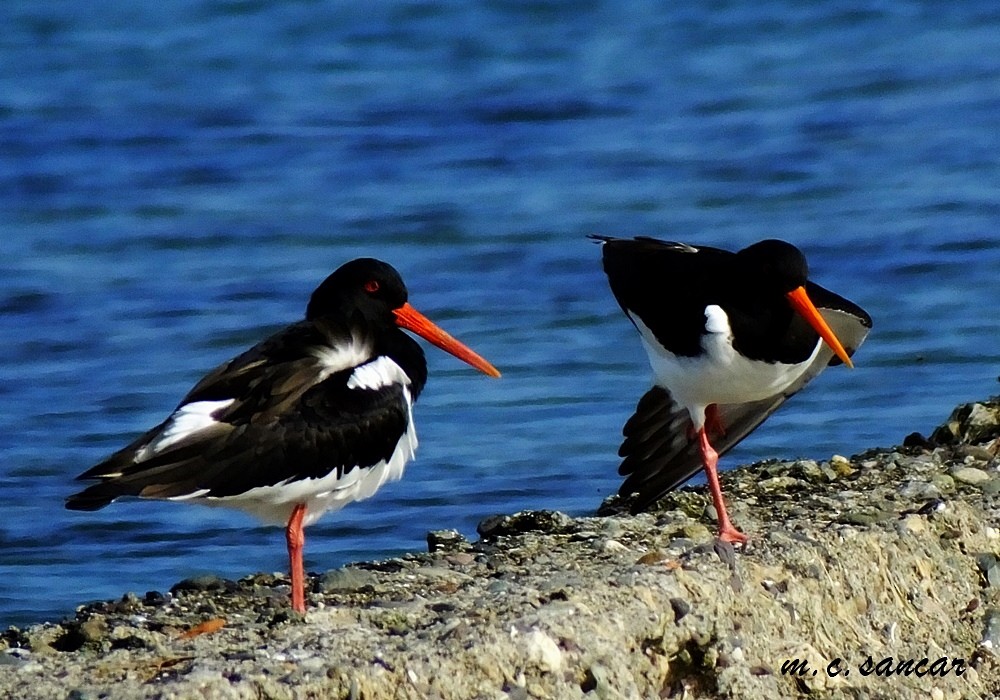 Eurasian Oystercatcher - ML514664061