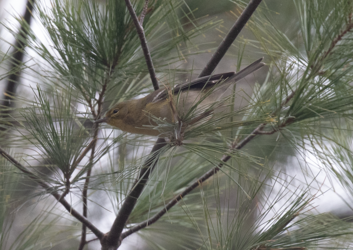 Pine Warbler - ML514664181