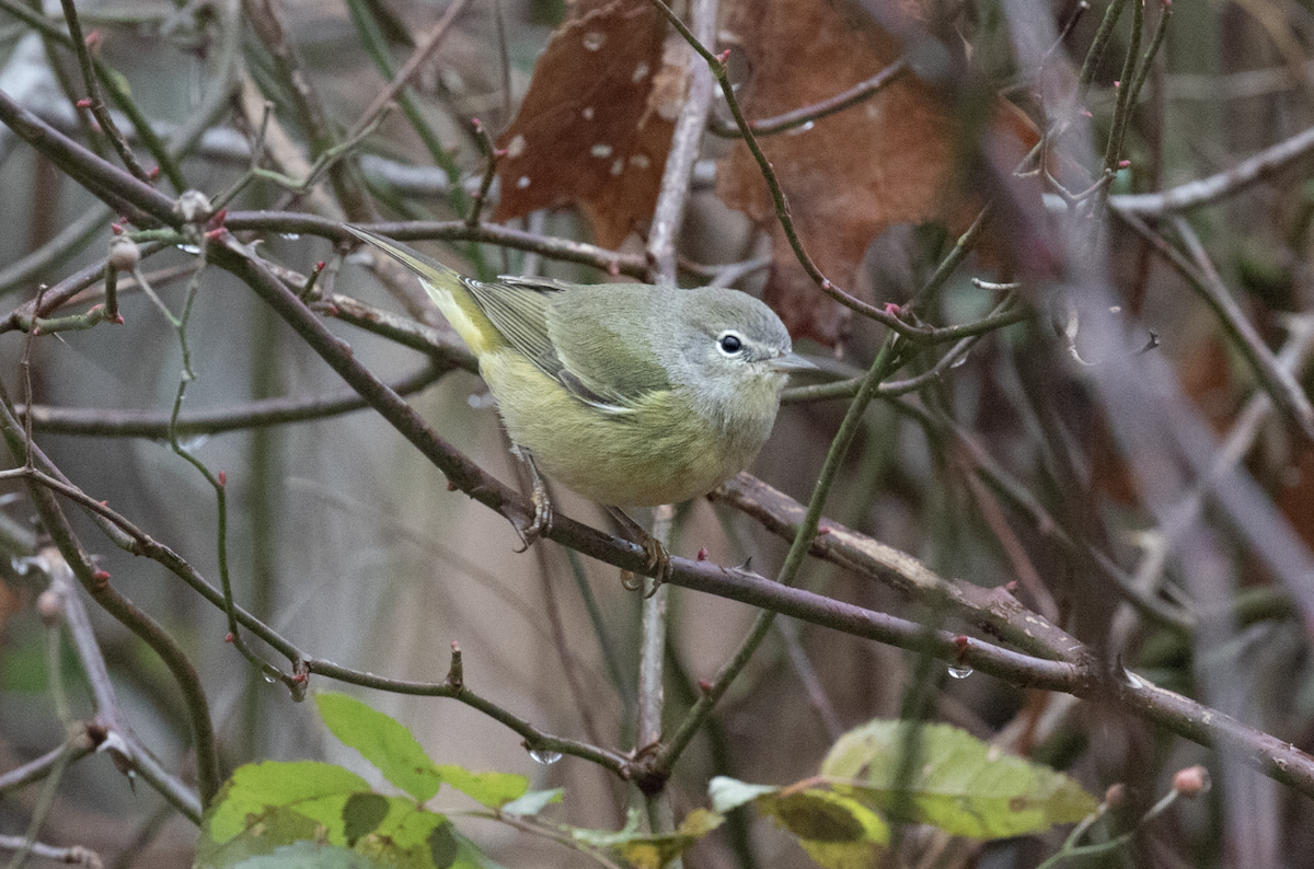 Orange-crowned Warbler (Gray-headed) - ML514664211