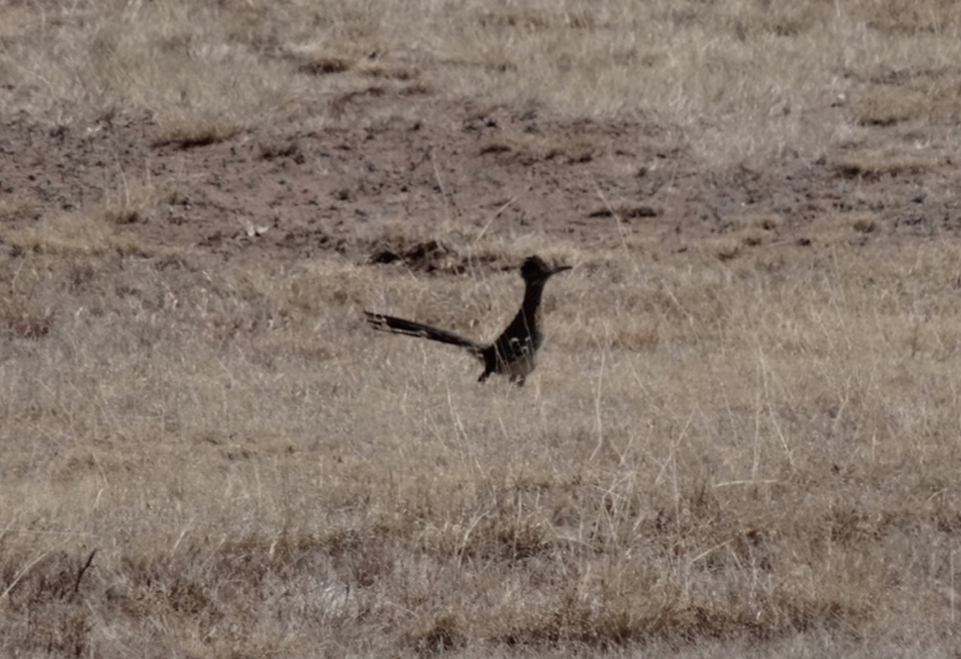 Greater Roadrunner - ML514665131