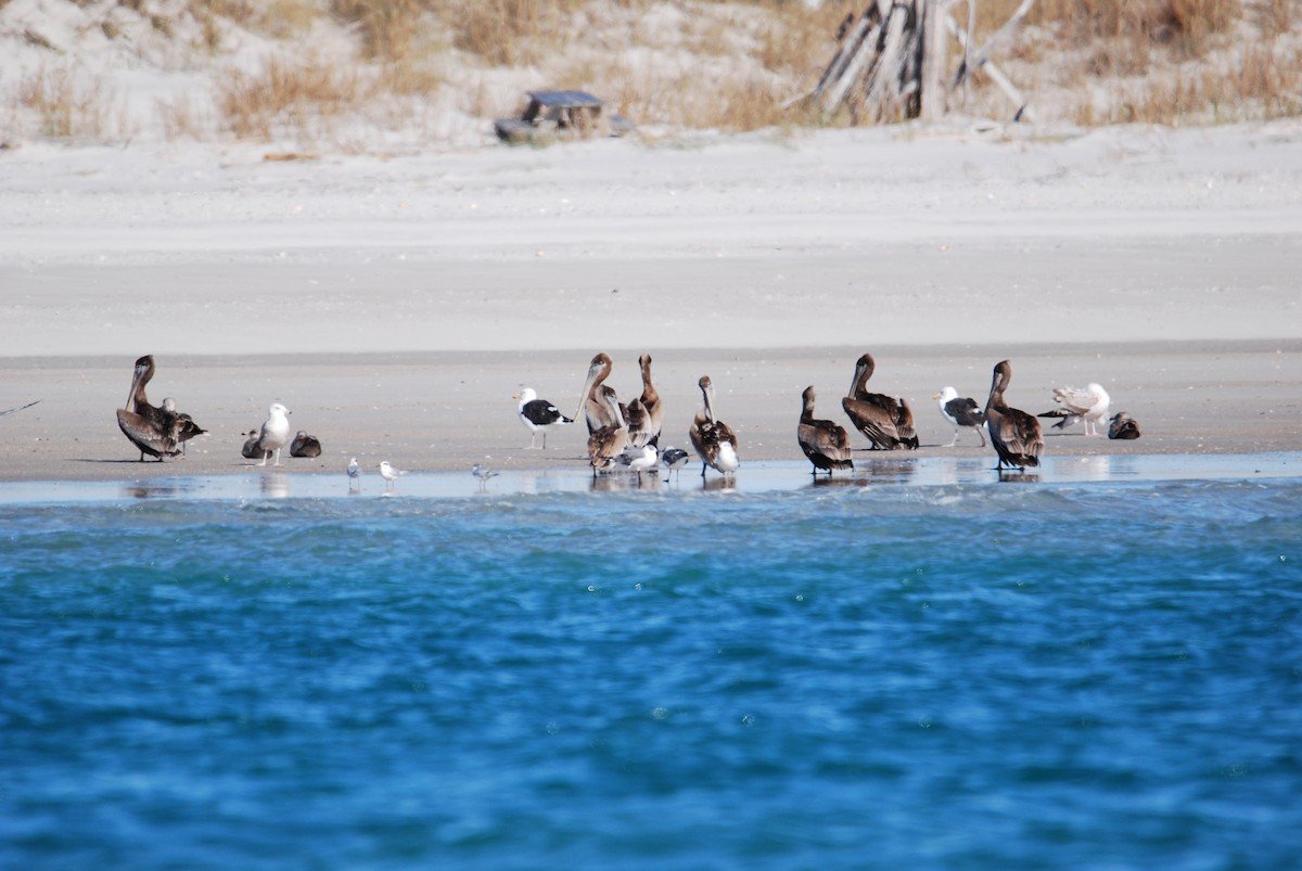 Brown Pelican - ML514666491