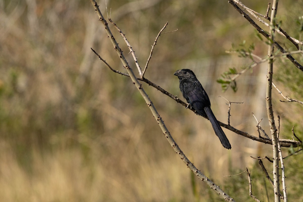 Groove-billed Ani - ML514666961