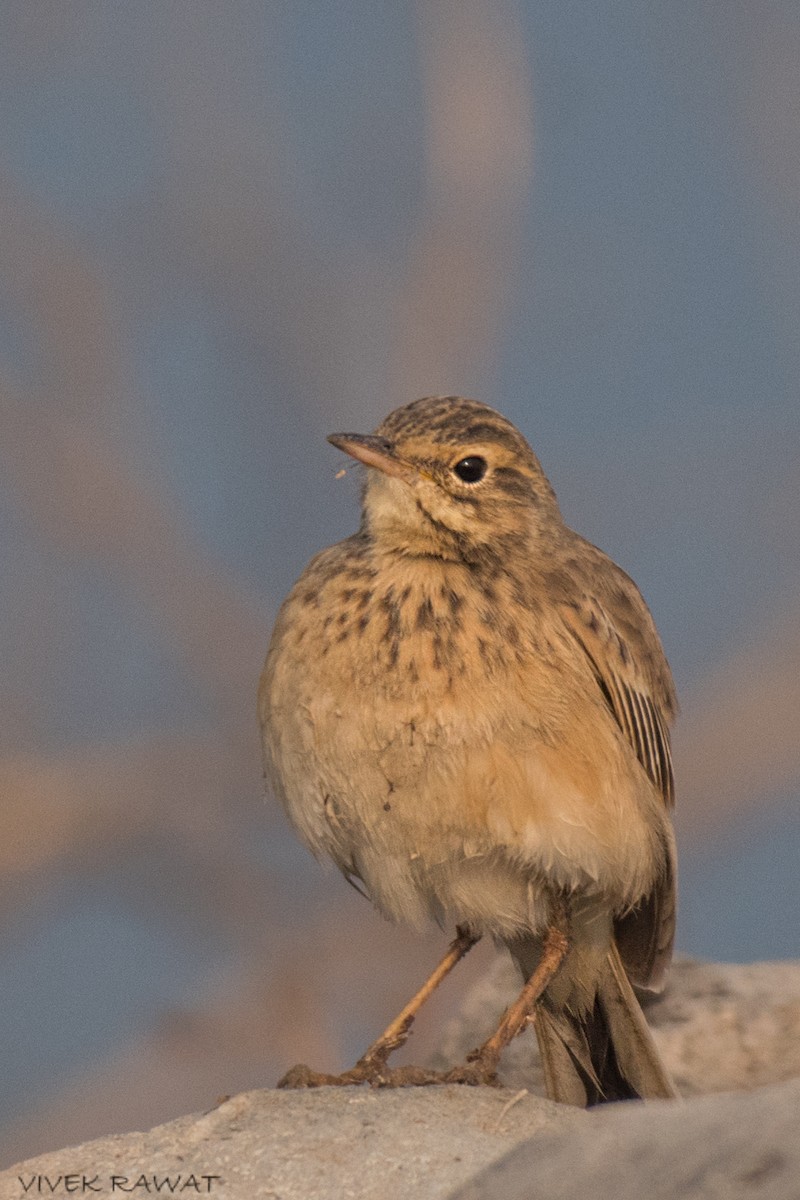 Long-billed Pipit - ML514667731