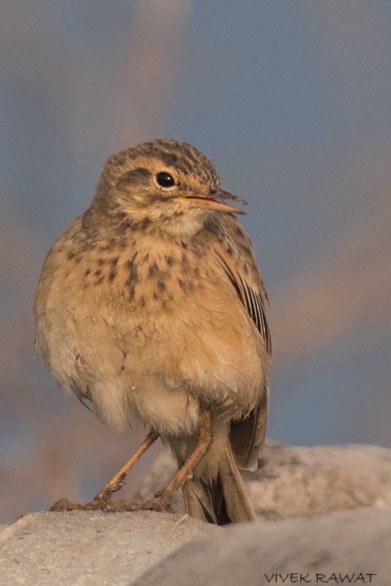 Long-billed Pipit - ML514667751