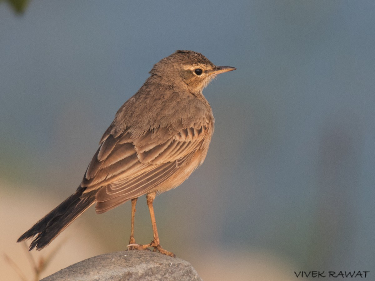 Long-billed Pipit - Vivek Rawat