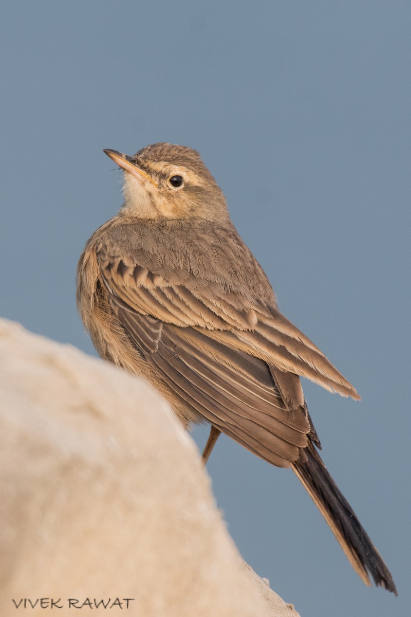 Long-billed Pipit - ML514667821