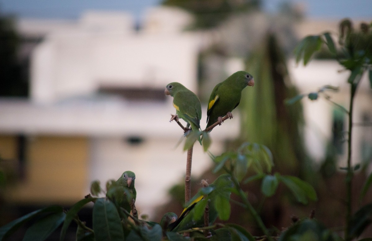 White-winged Parakeet - Stefano Avilla