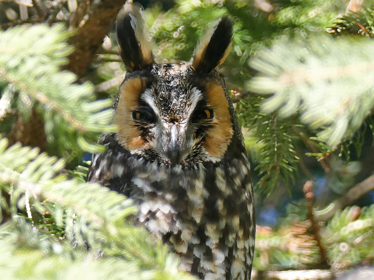 Long-eared Owl - M Wannamaker
