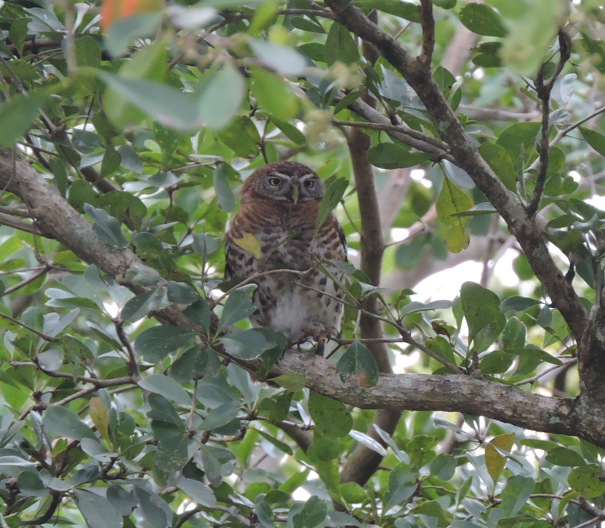 Cuban Pygmy-Owl - ML514668761