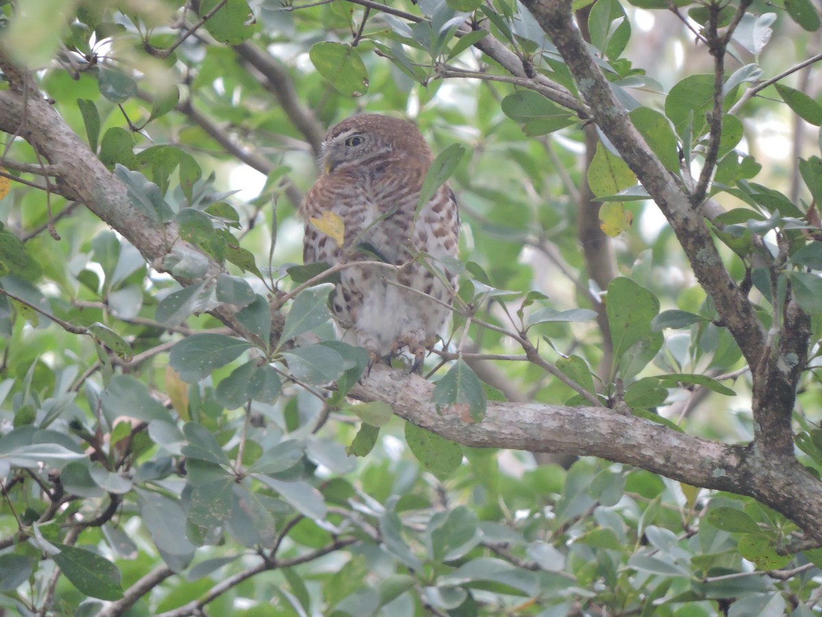 Cuban Pygmy-Owl - ML514669161