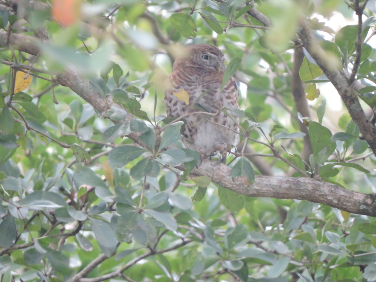 Cuban Pygmy-Owl - ML514669231
