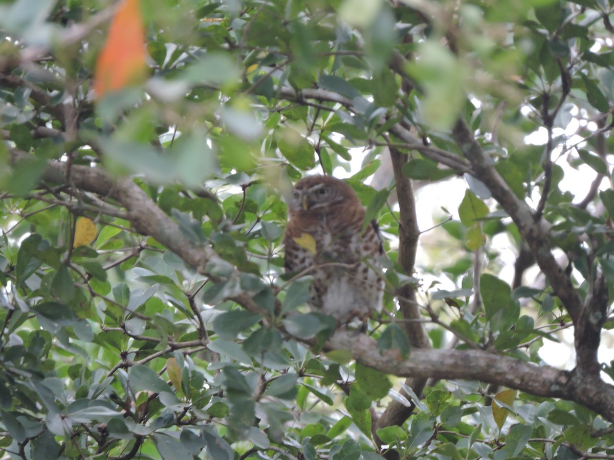 Cuban Pygmy-Owl - ML514669321