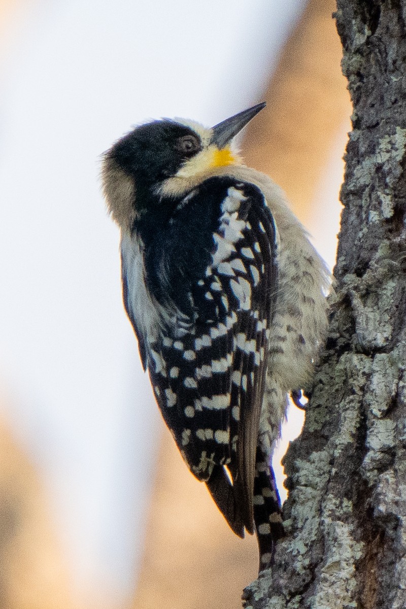White-fronted Woodpecker - Steve McInnis
