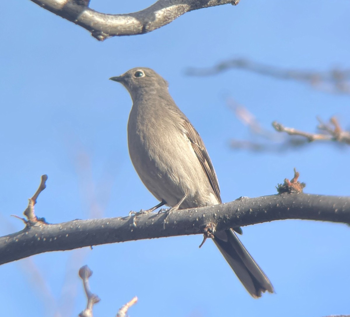 Townsend's Solitaire - ML514671071