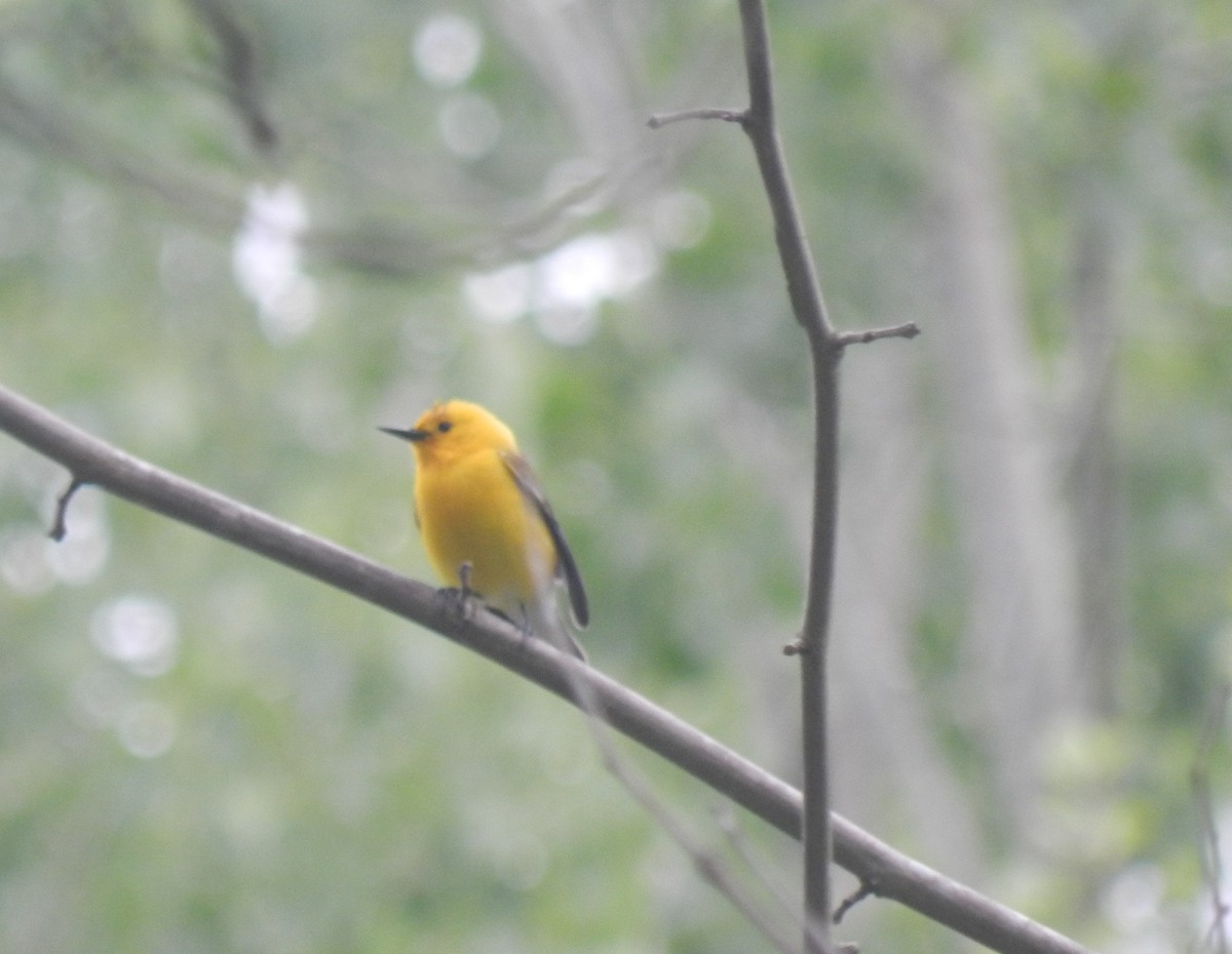 Prothonotary Warbler - ML514673141