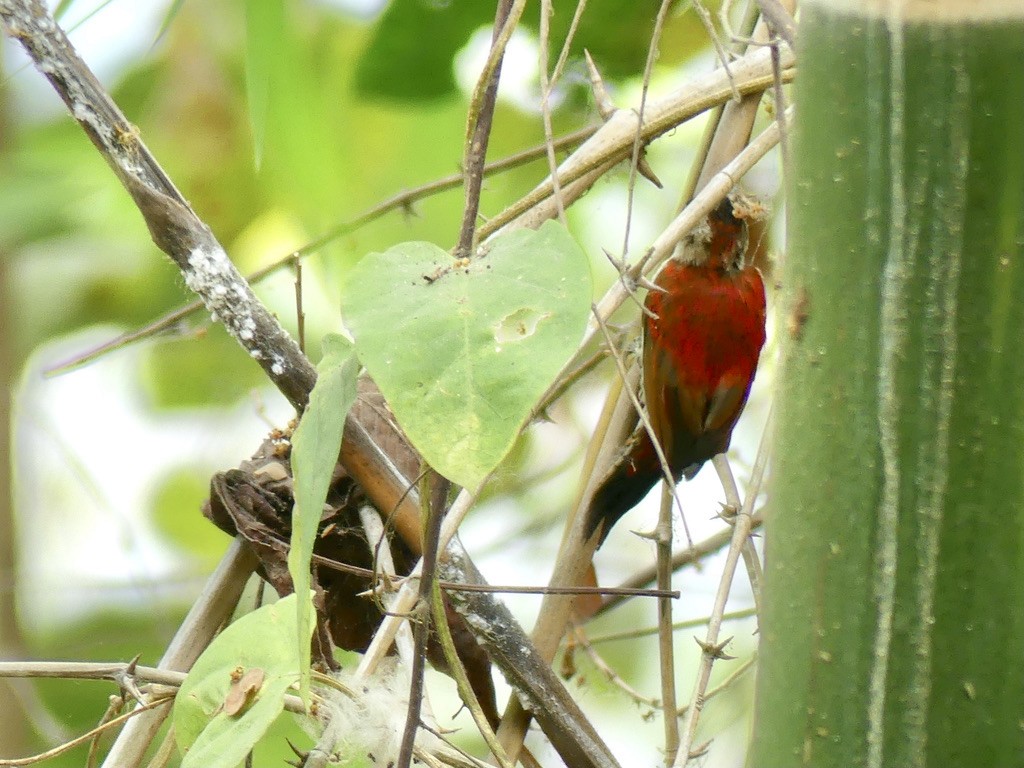 Scarlet-backed Woodpecker - ML514673471