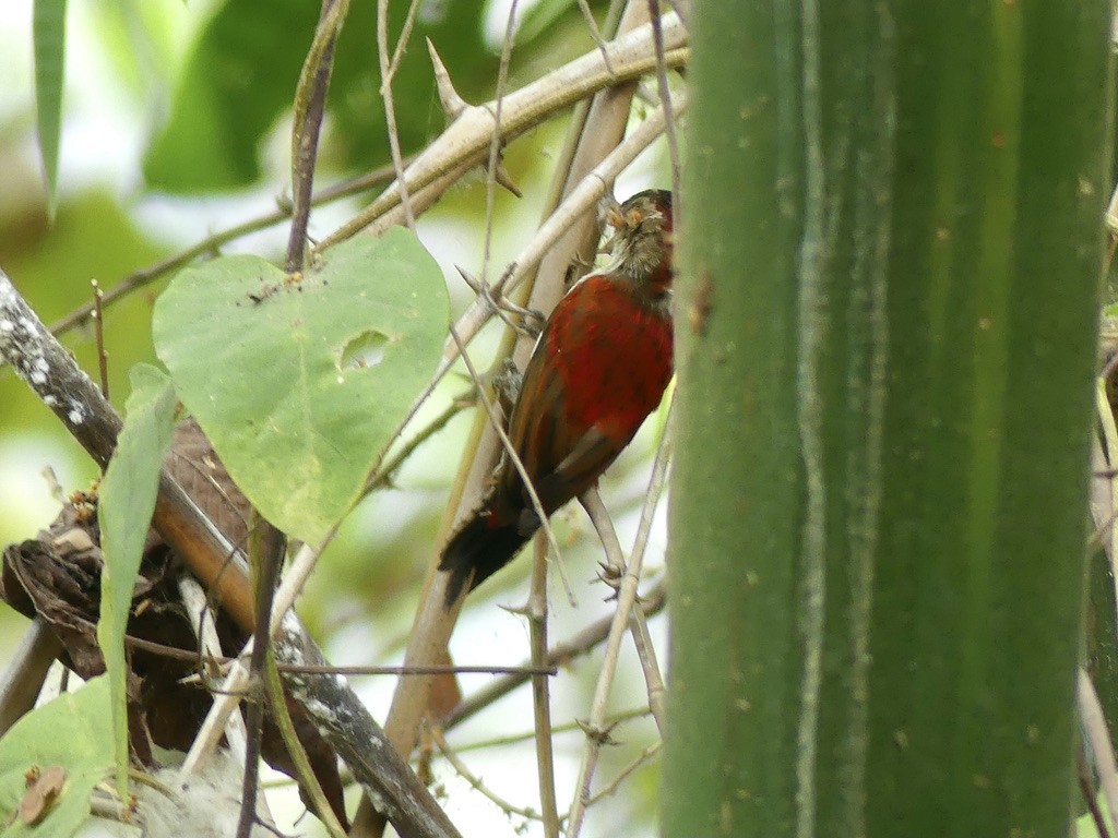 Scarlet-backed Woodpecker - Jürg Arnet