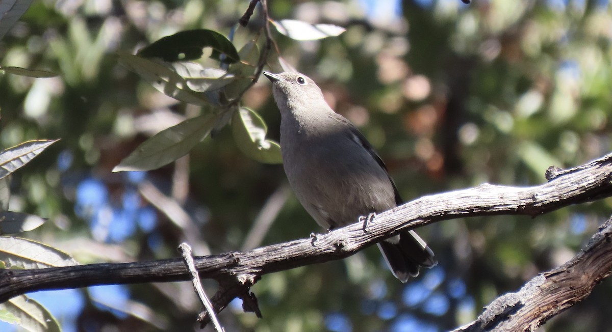 Townsend's Solitaire - ML514674531