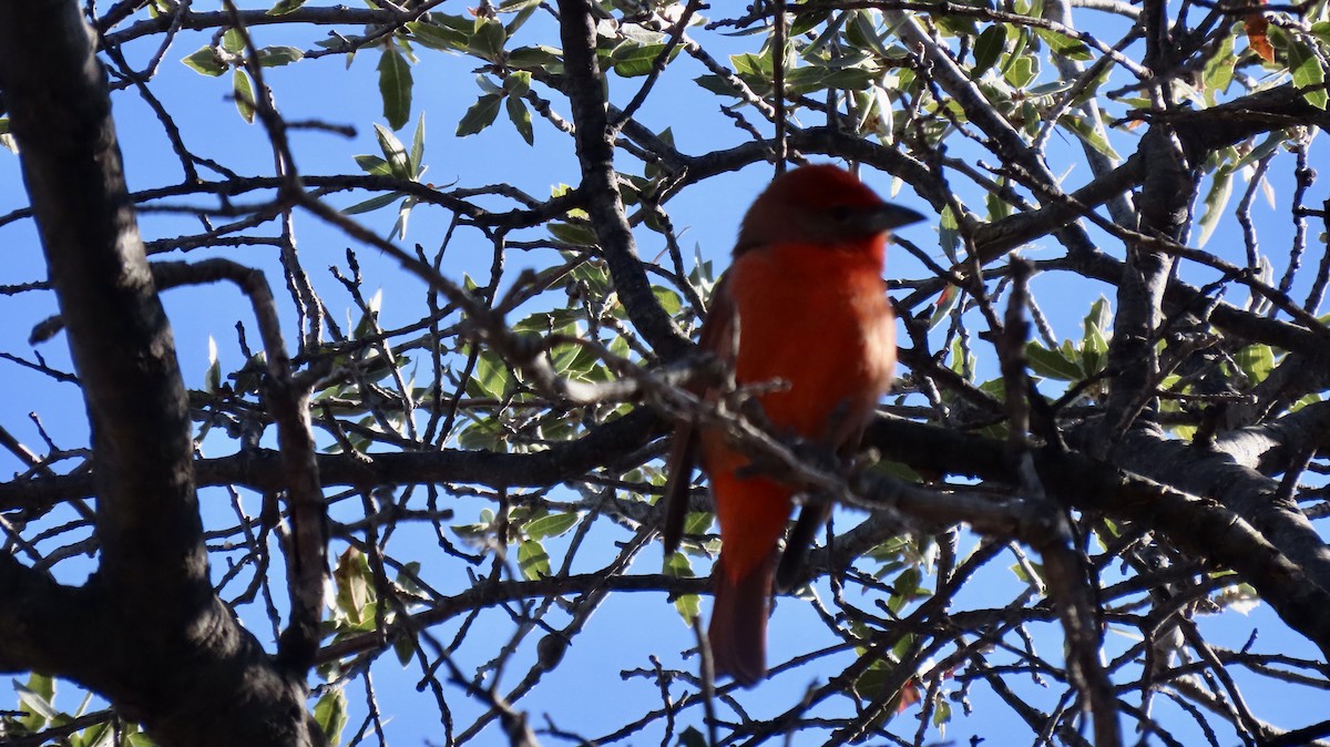 Hepatic Tanager - ML514674741