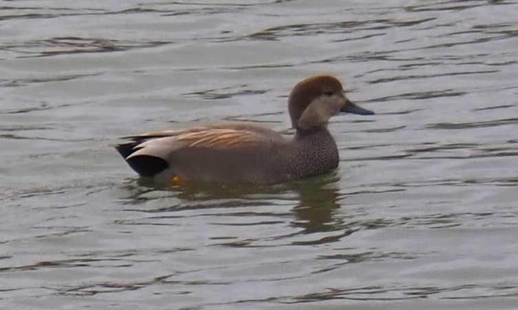 Gadwall - ML514674811