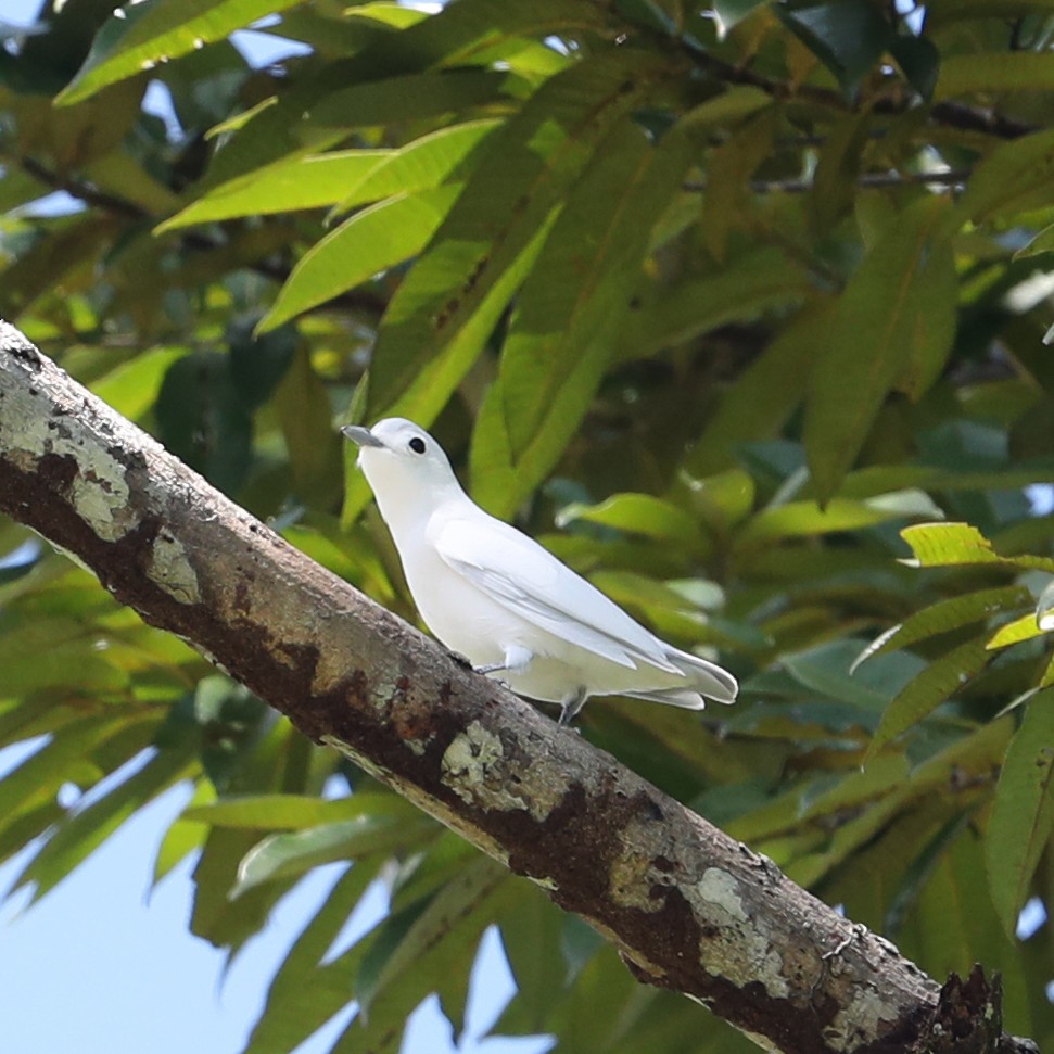 Snowy Cotinga - Steven Whitebread