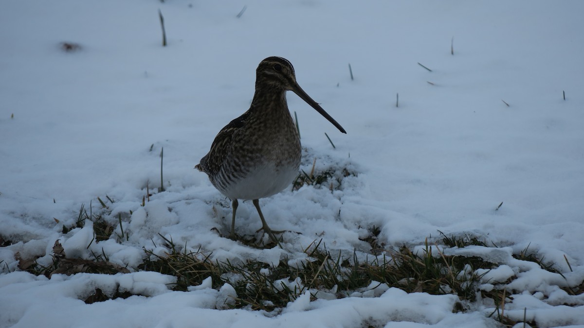 Wilson's Snipe - ML514675831