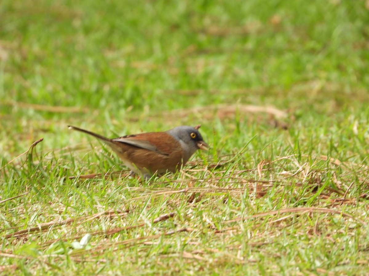 Yellow-eyed Junco - ML514677871