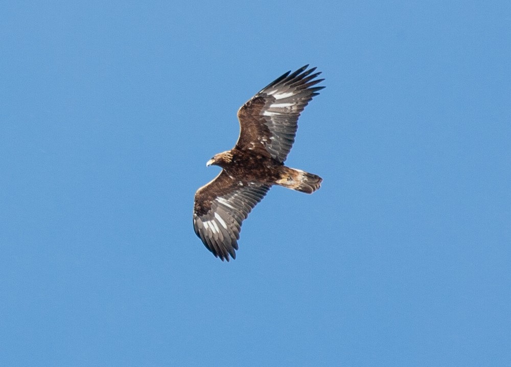 Águila Real - ML514677941