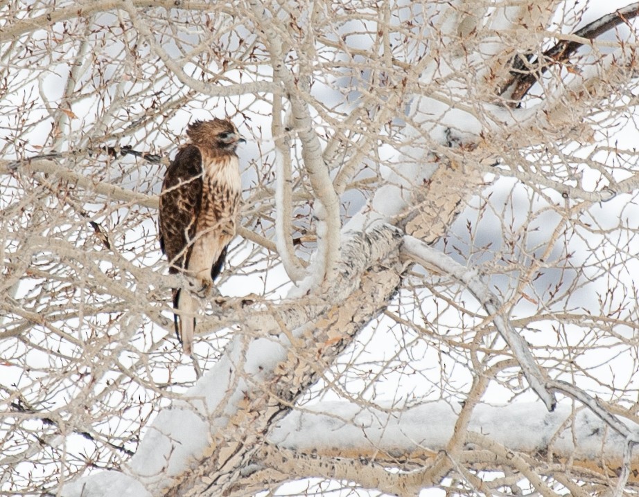 Red-tailed Hawk - ML514677971