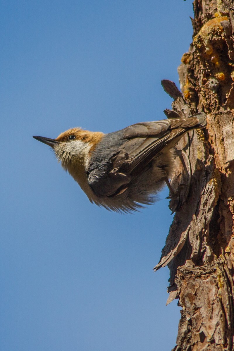 Brown-headed Nuthatch - ML51467891