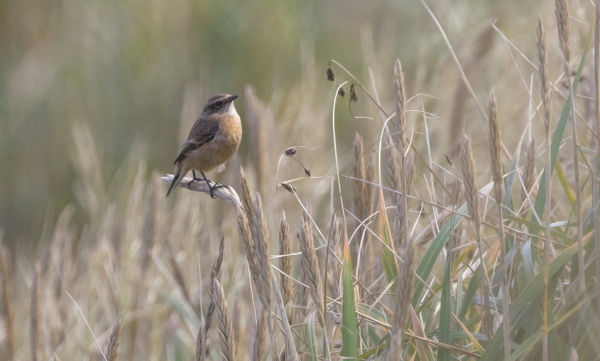 Amur Stonechat - ML514680331