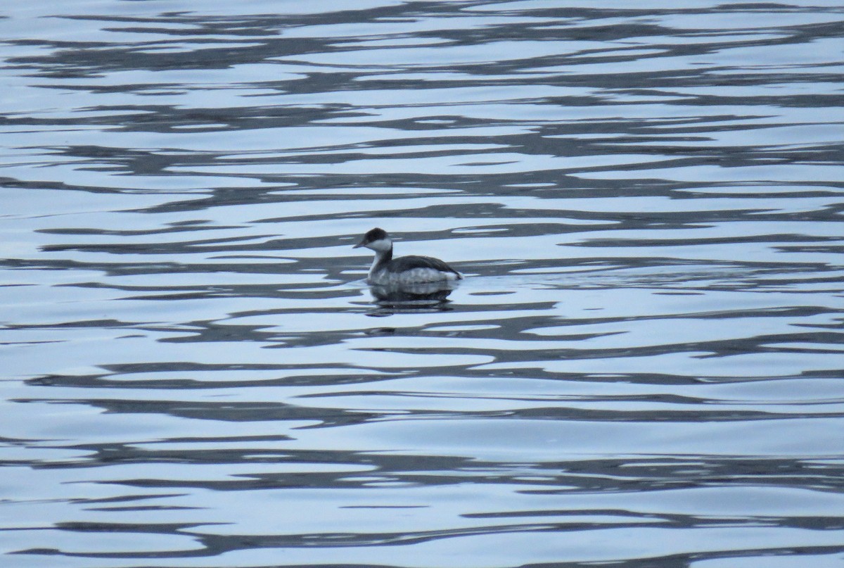 Horned Grebe - ML514680431