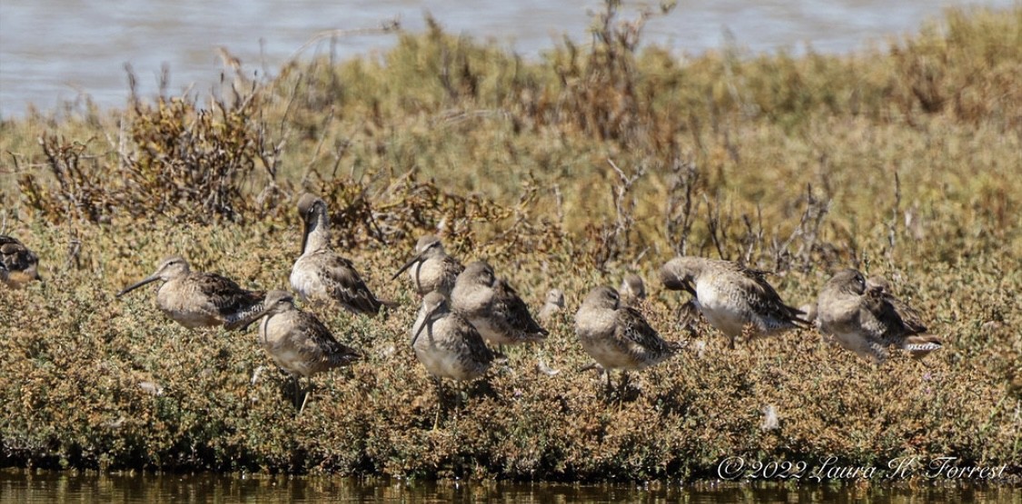 langnebbekkasinsnipe - ML514681531