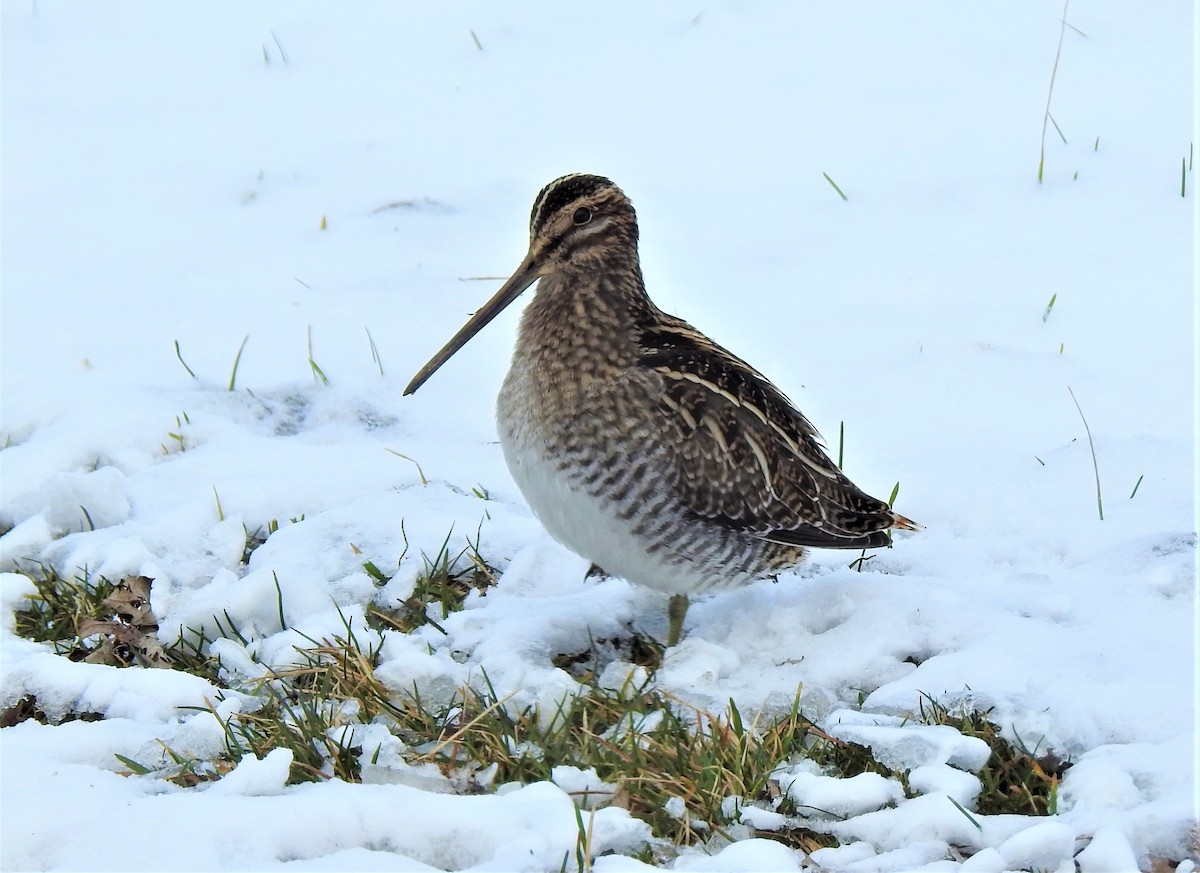 Wilson's Snipe - ML514682691