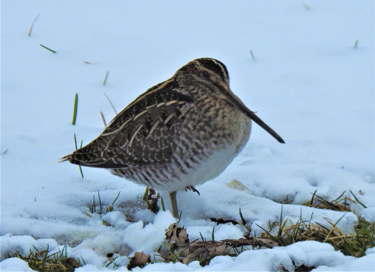 Wilson's Snipe - Nancy Douglas