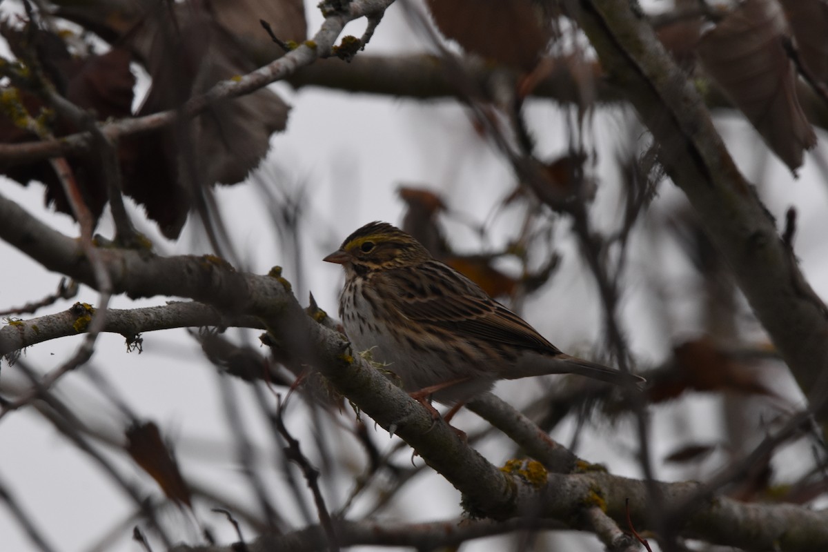 Savannah Sparrow - ML514684691