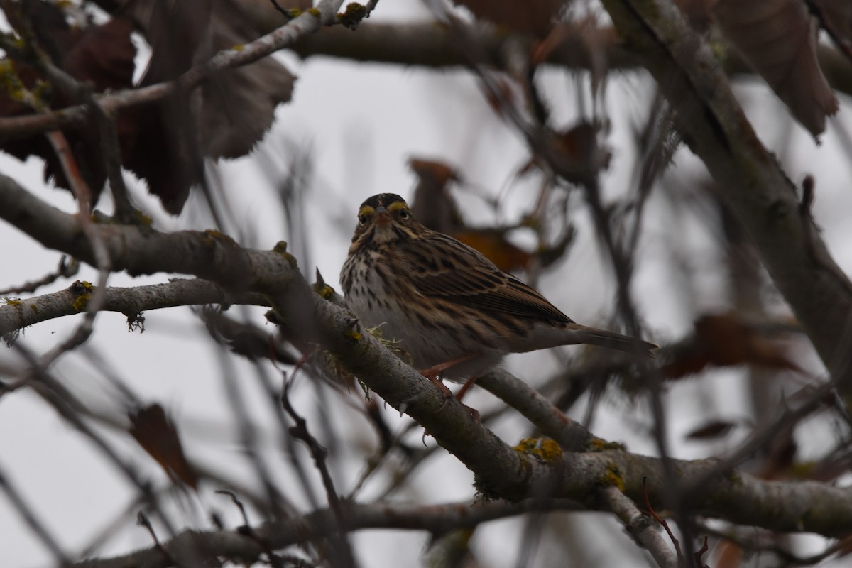 Savannah Sparrow - ML514684741