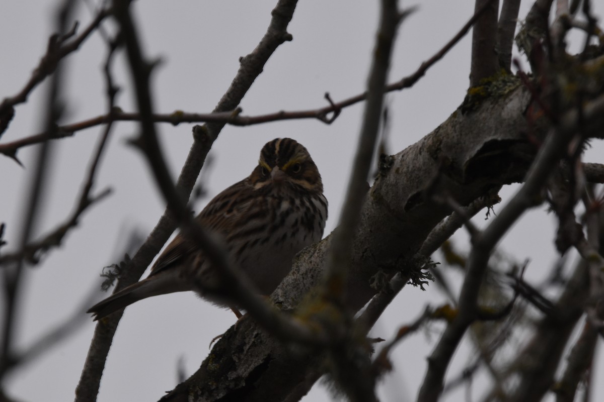 Savannah Sparrow - ML514684791